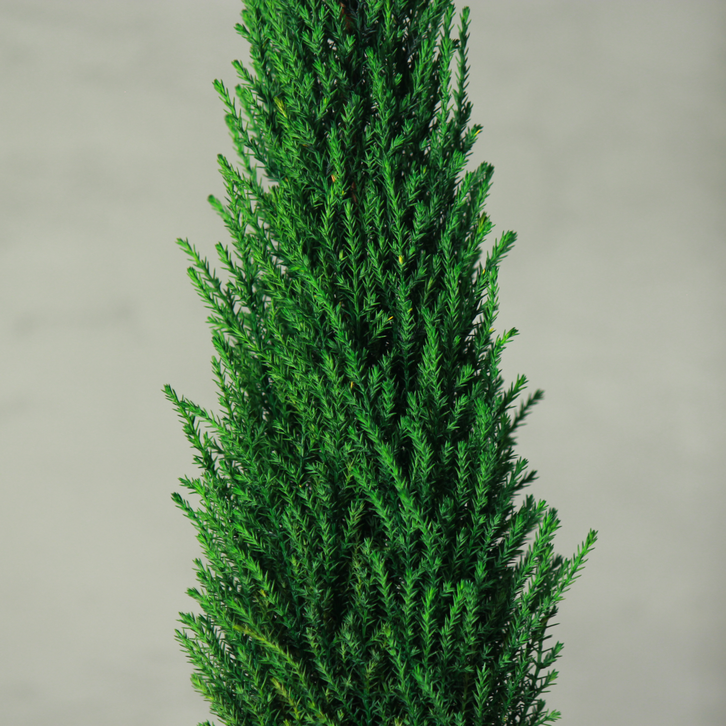 Desk tree ゴールドクレストM 丸鉢