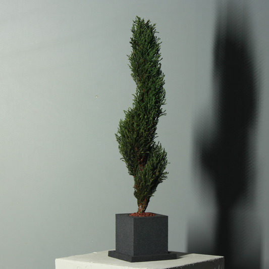 Conifer select  ゴールドクレスト トルネード グリーン