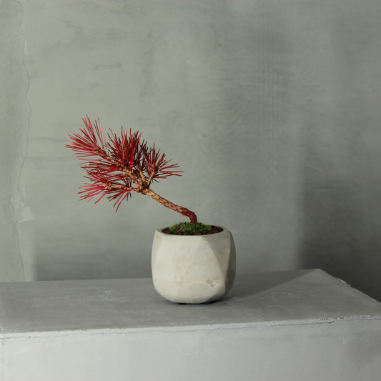 Tokocie BONSAI  黒松