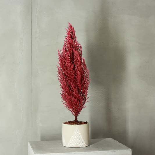 Conifer select ゴールドクレスト ワインレッド