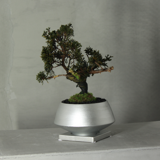 Tokocie BONSAI  真柏