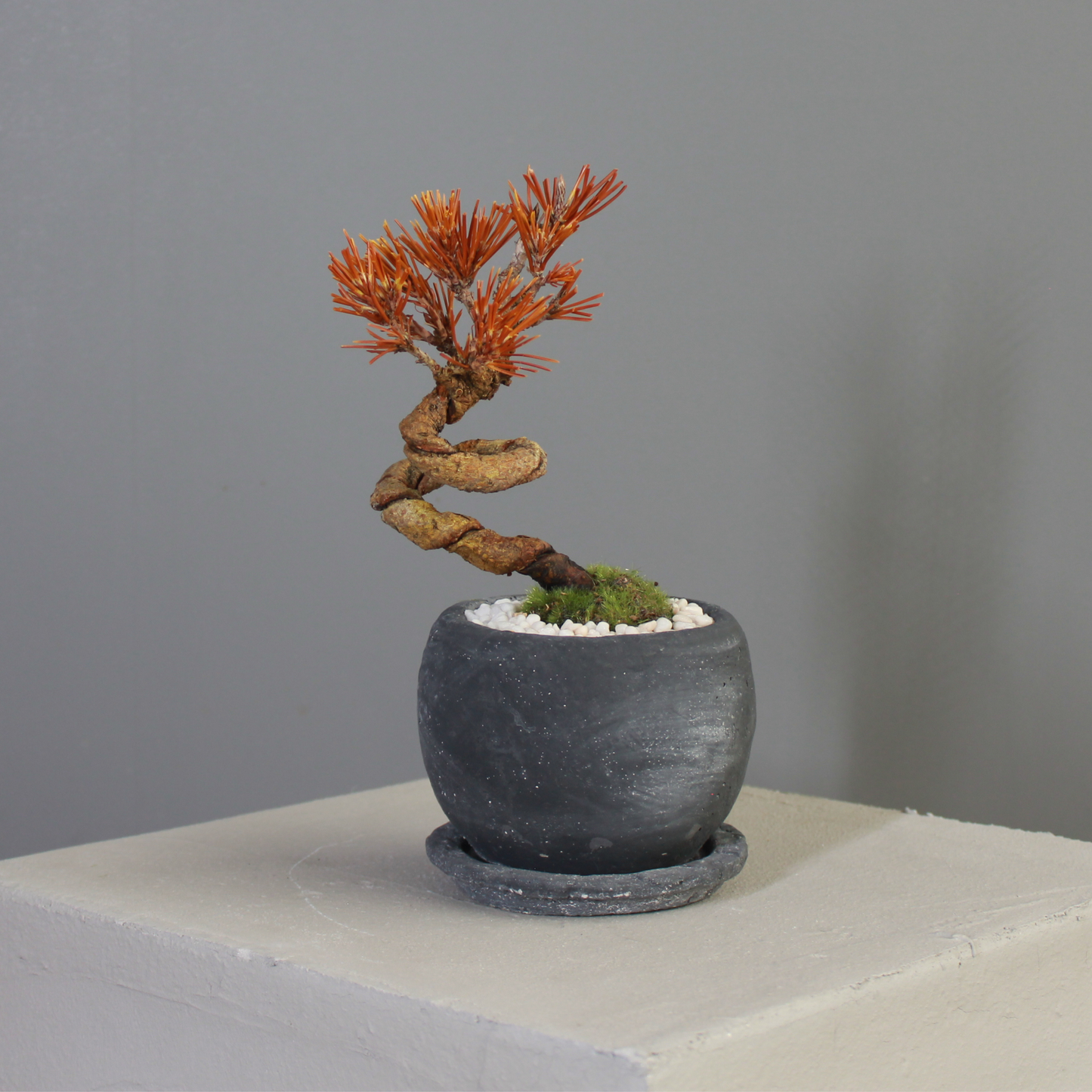 Tokocie BONSAI  黒松