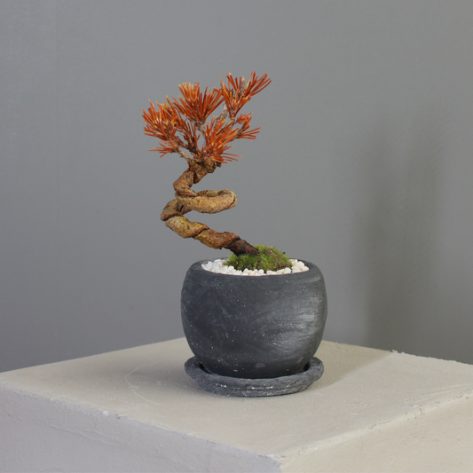Tokocie BONSAI  黒松