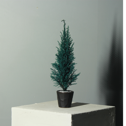 Desk tree ゴールドクレスト ブルー（現品）