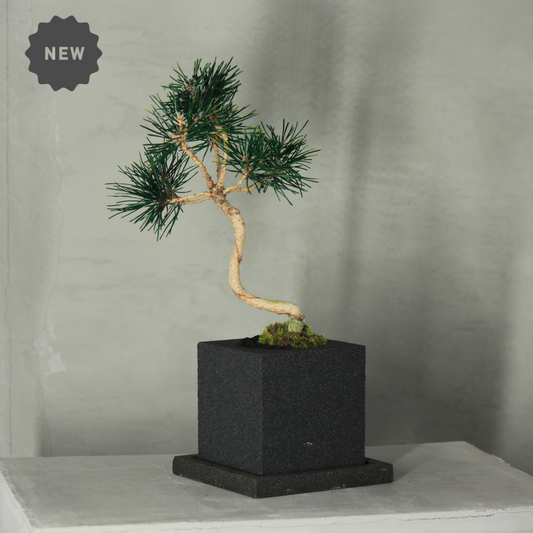 Tokocie BONSAI  黒松