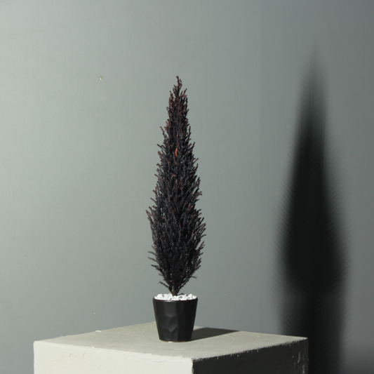 Desk tree ゴールドクレスト バイオレット（現品）