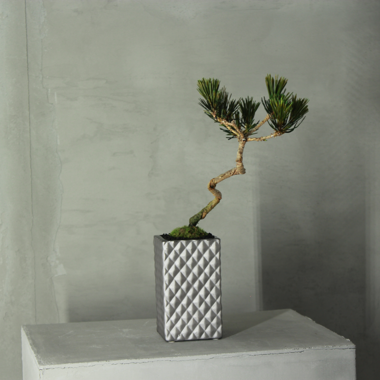 Tokocie BONSAI  黒松