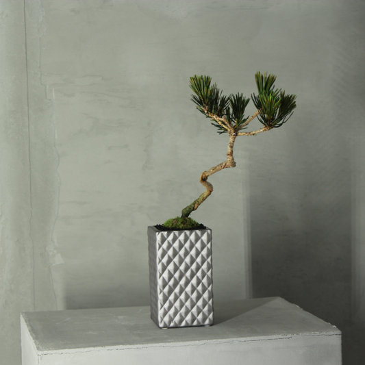 Tokocie BONSAI  黒松