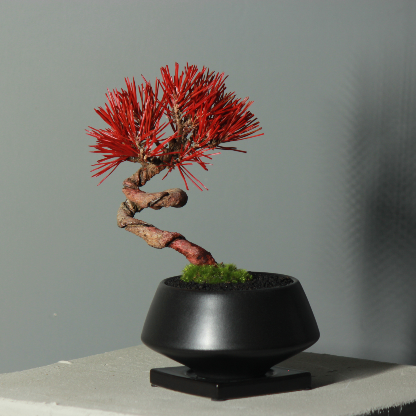 Tokocie BONSAI  黒松