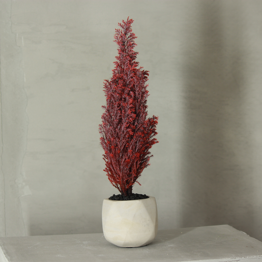 Conifer select シルバースター レッド