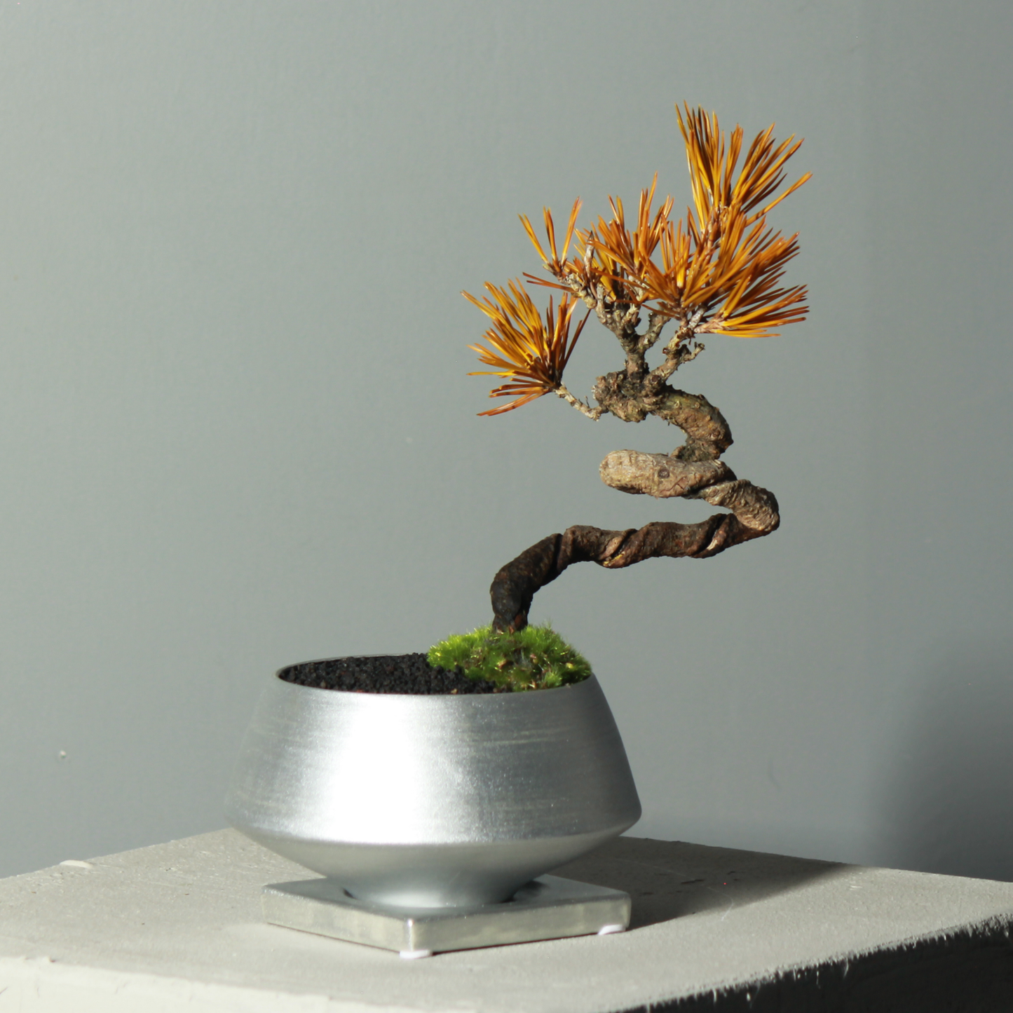 Tokocie BONSAI  黒松