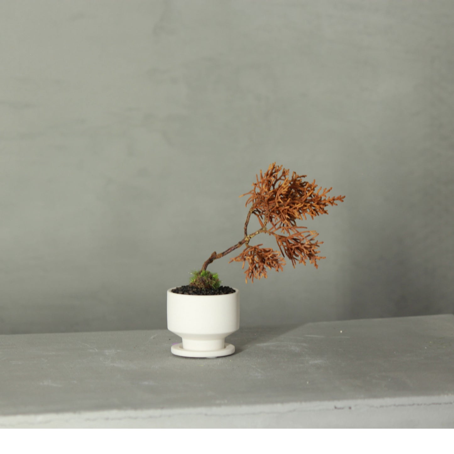 Tokocie BONSAI mini Branch 真柏