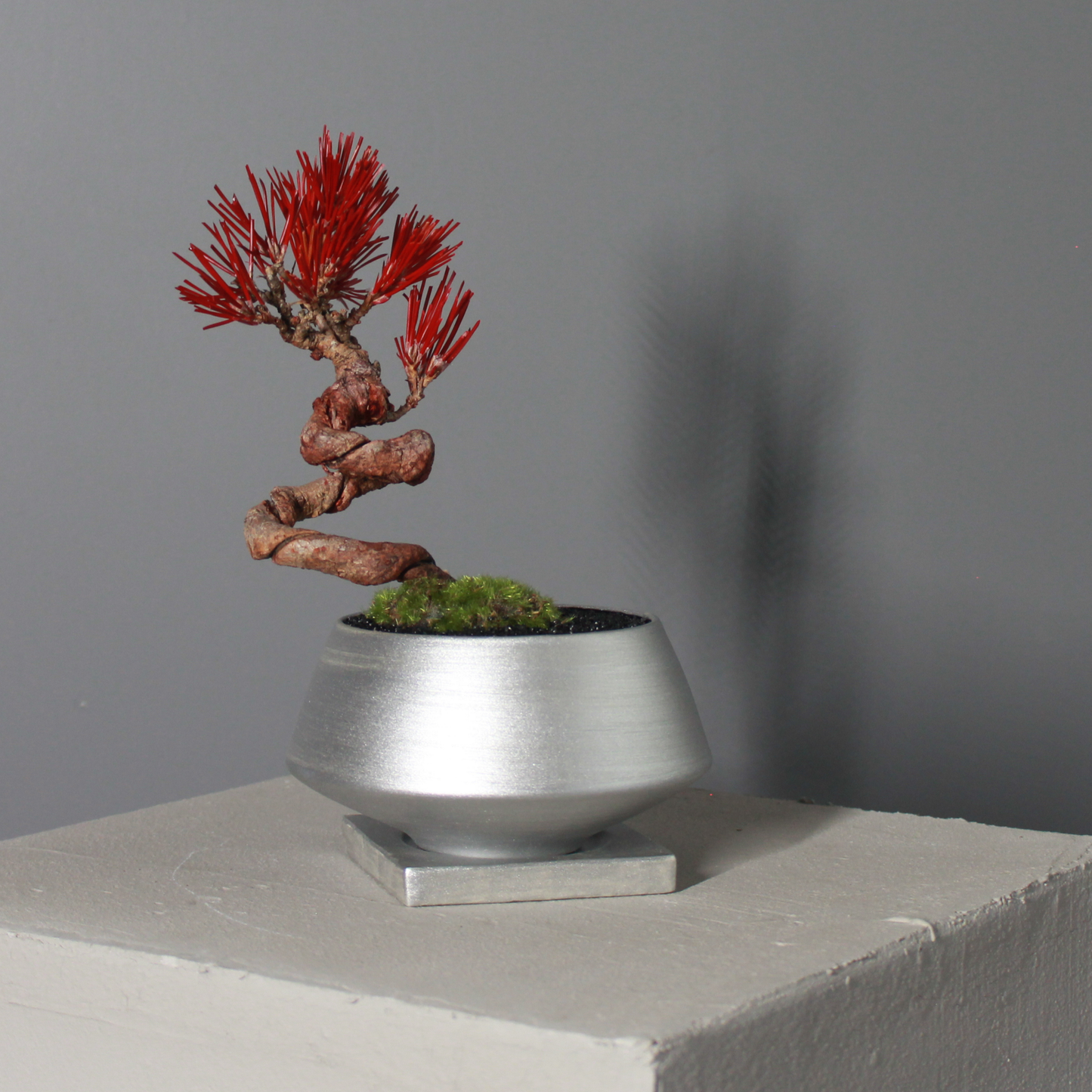 Tokocie BONSAI  黒松
