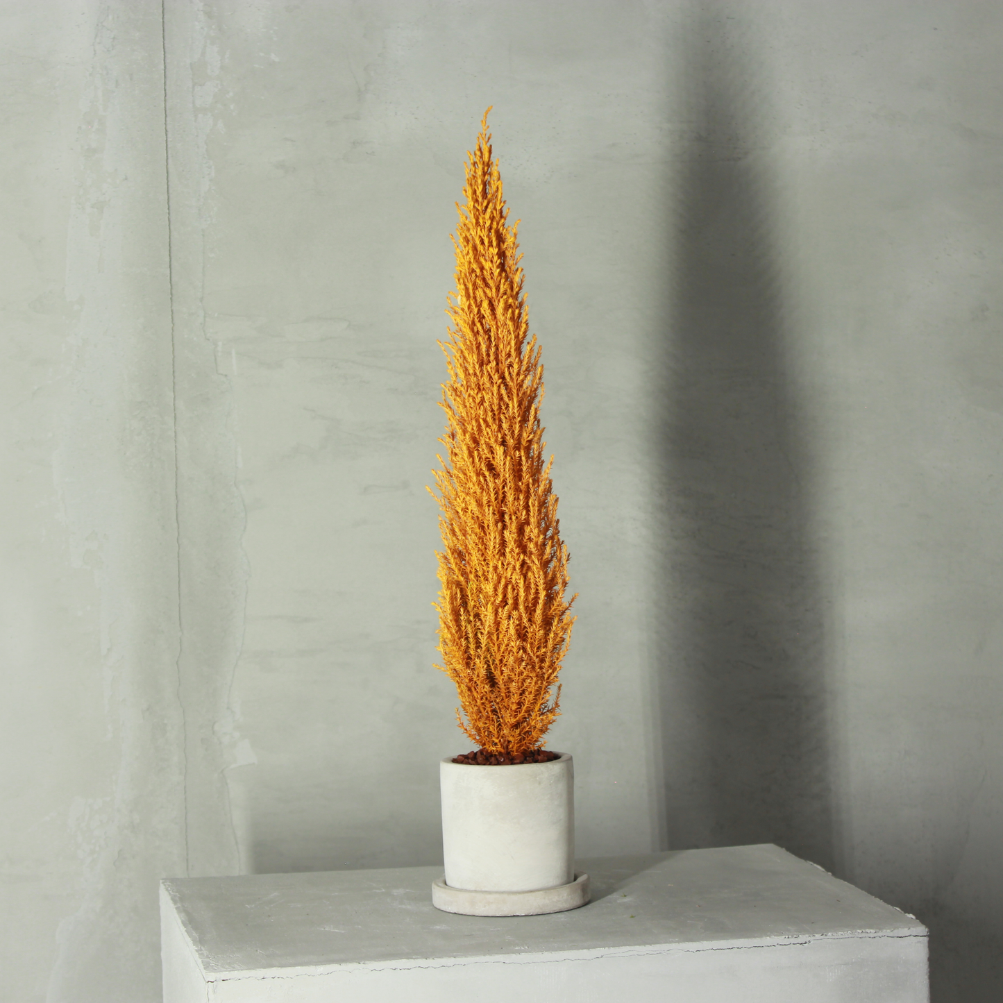 Desk tree ゴールドクレストM 丸鉢