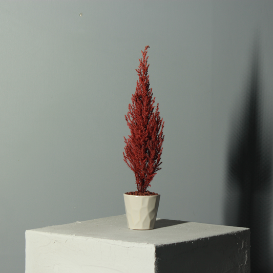 Desk tree ゴールドクレスト レッド（現品）