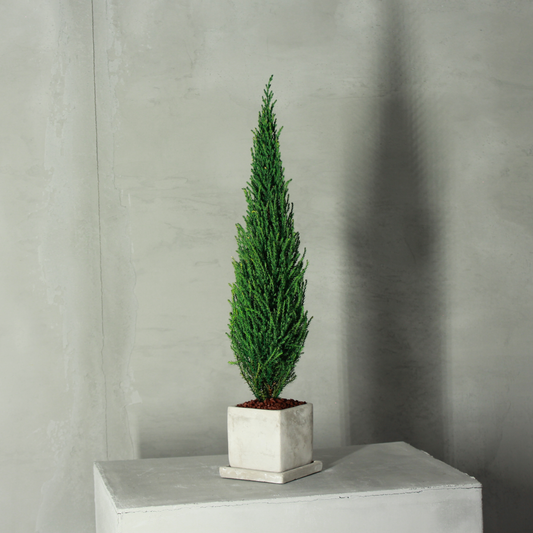 Desk tree ゴールドクレストM スクエア鉢