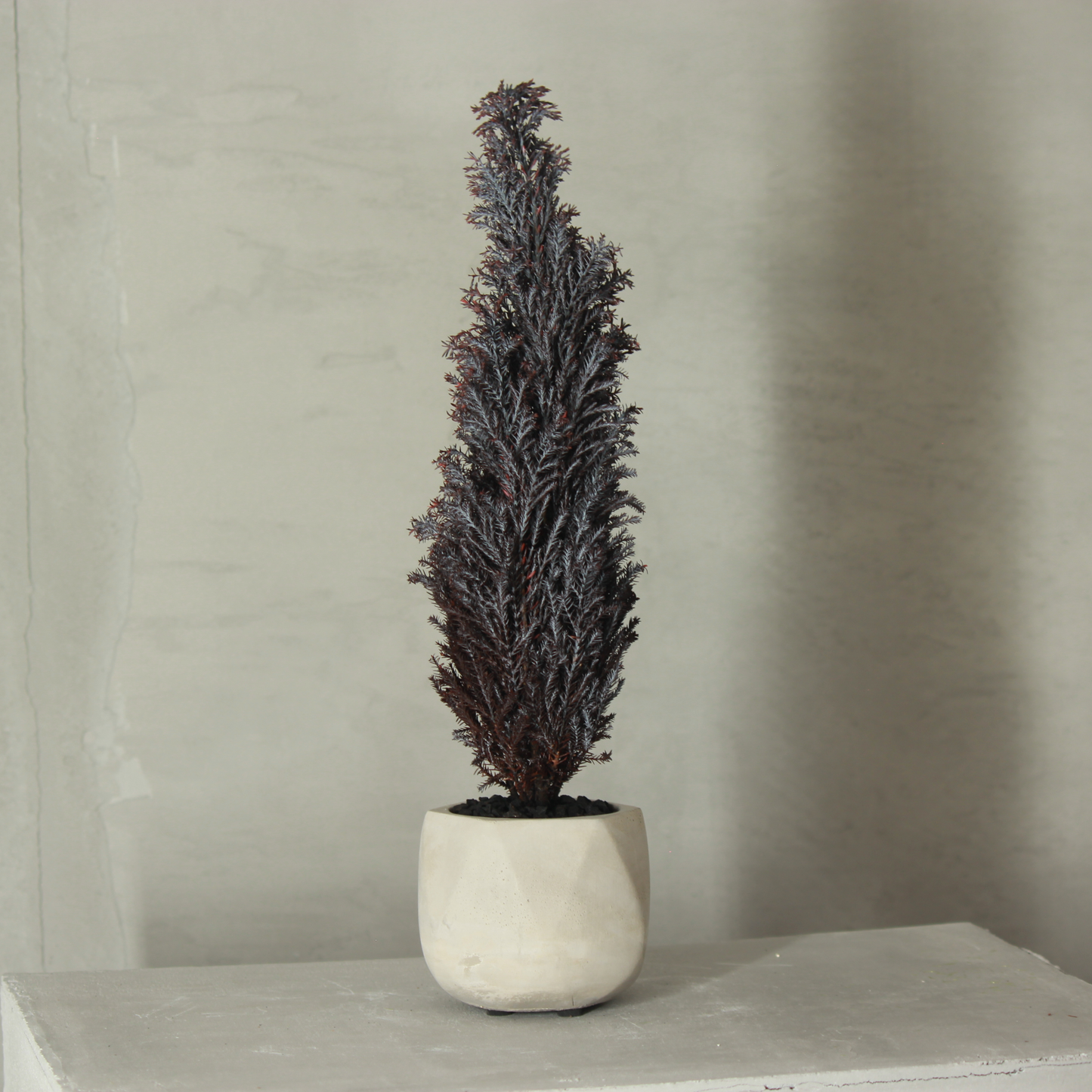 Conifer select シルバースター バイオレット