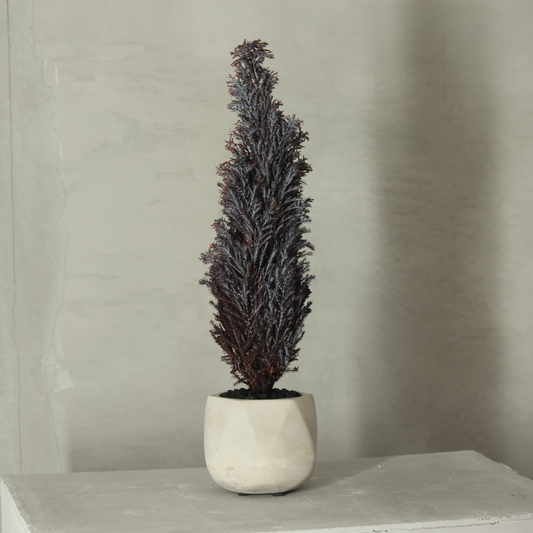 Conifer select シルバースター バイオレット