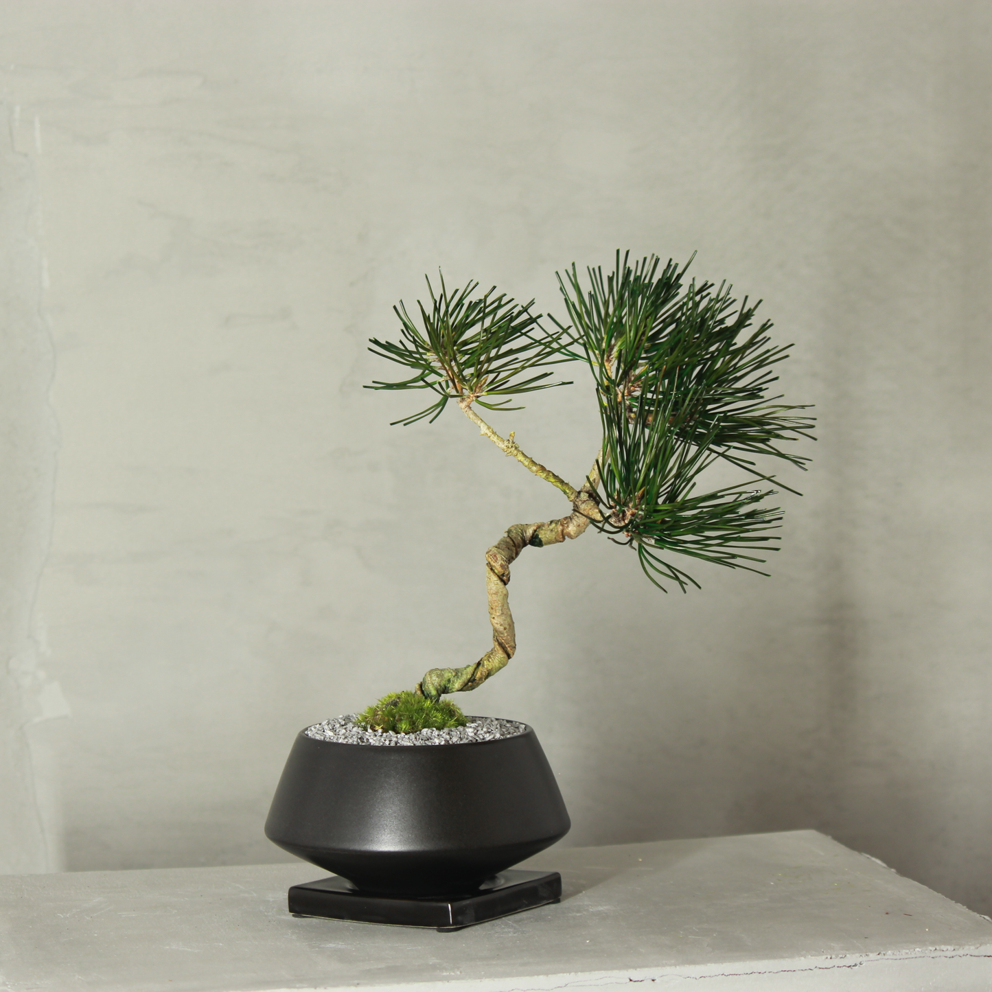 Tokocie BONSAI  黒松