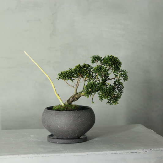 Tokocie BONSAI  真柏