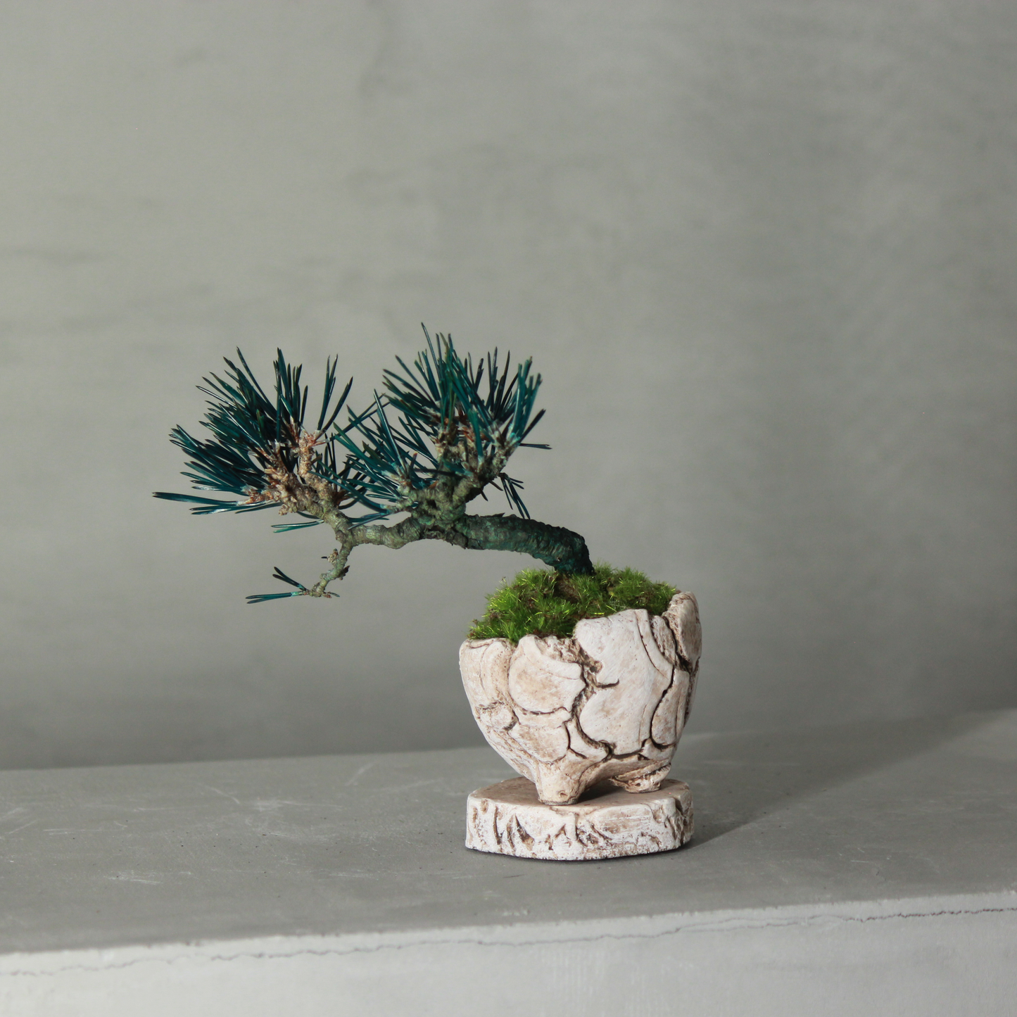 Tokocie BONSAI mini 黒松