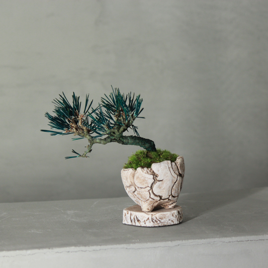 Tokocie BONSAI mini 黒松