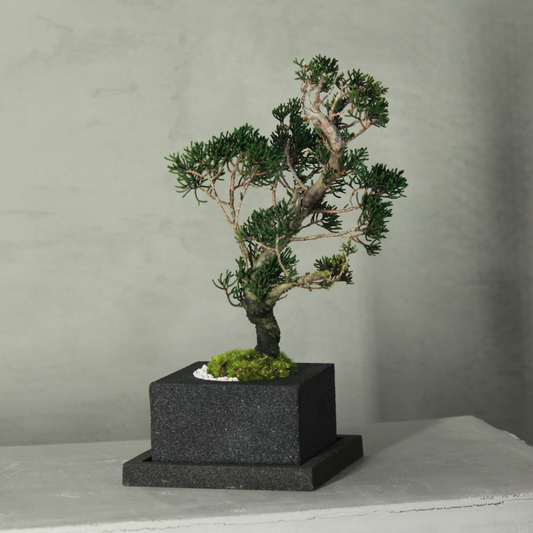 Tokocie BONSAI  真柏