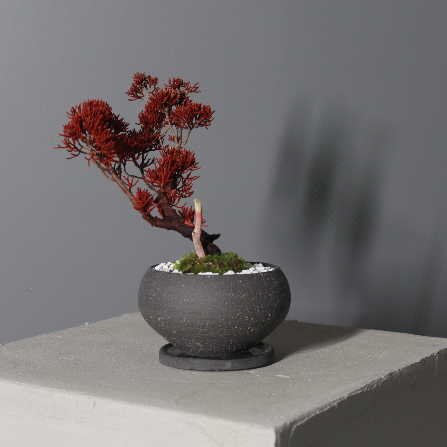 Tokocie BONSAI  真柏