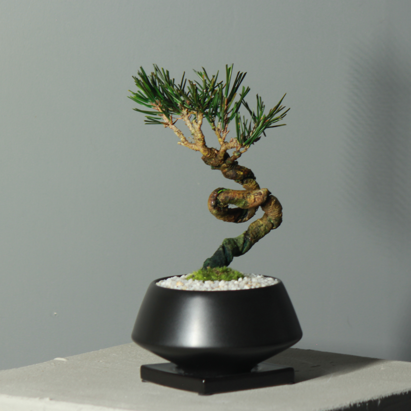 Tokocie BONSAI  黒松