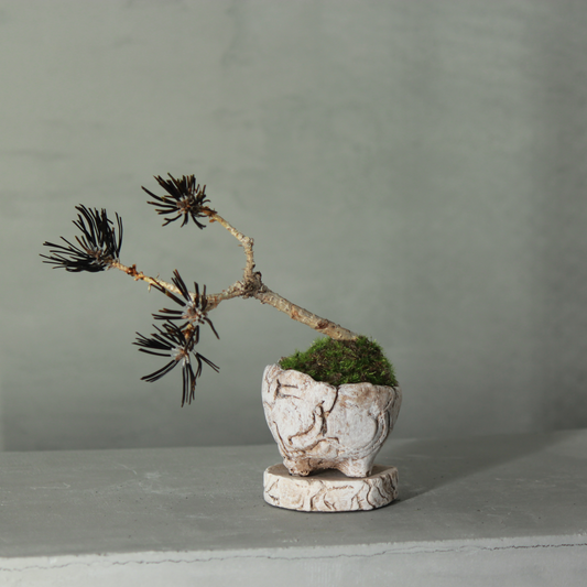 Tokocie BONSAI mini 黒松
