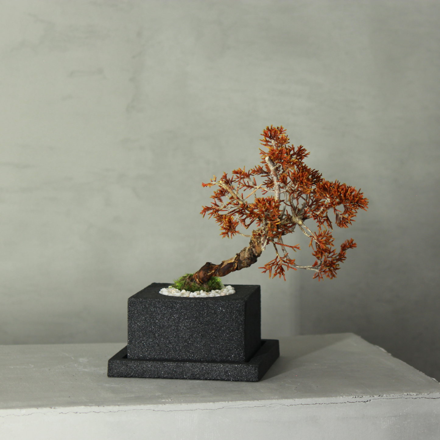 Tokocie BONSAI  真柏