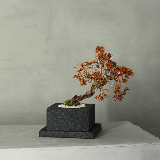 Tokocie BONSAI  真柏