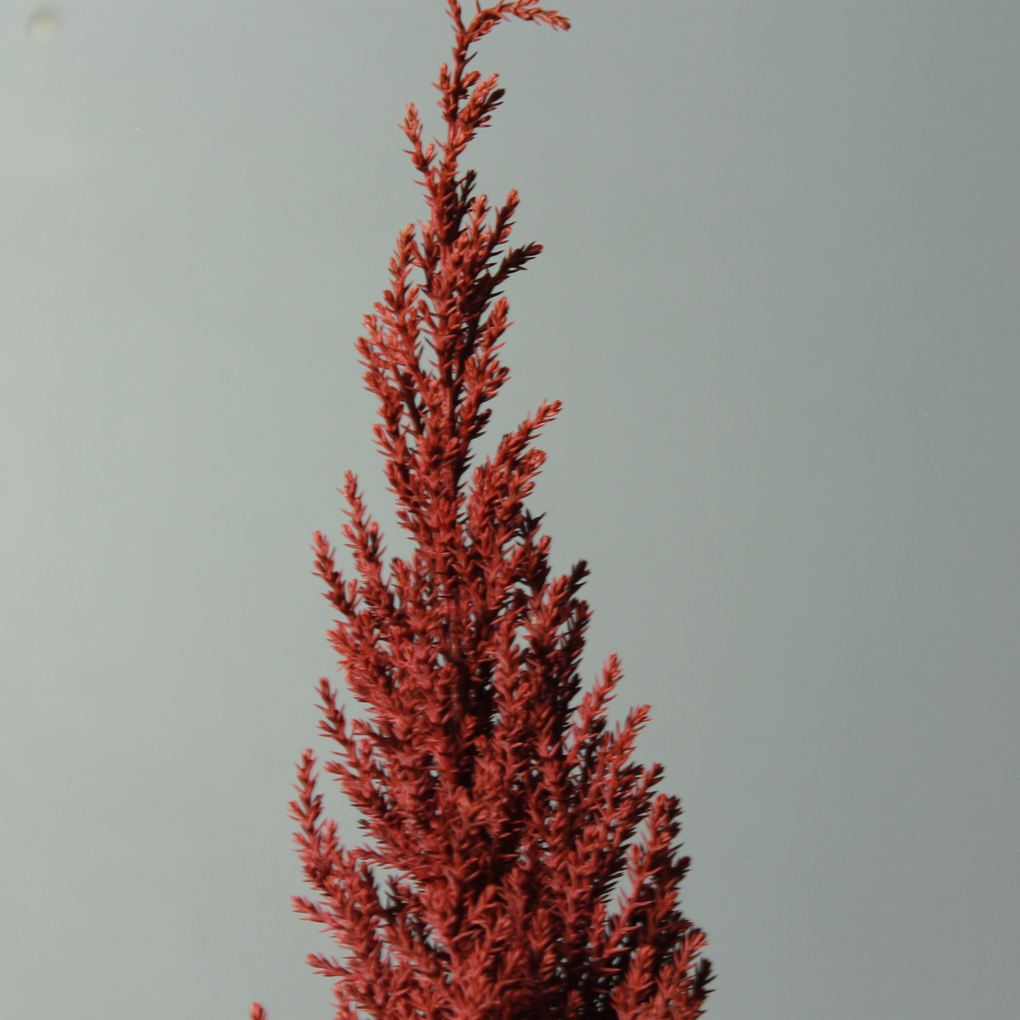 Desk tree ゴールドクレスト レッド（現品）