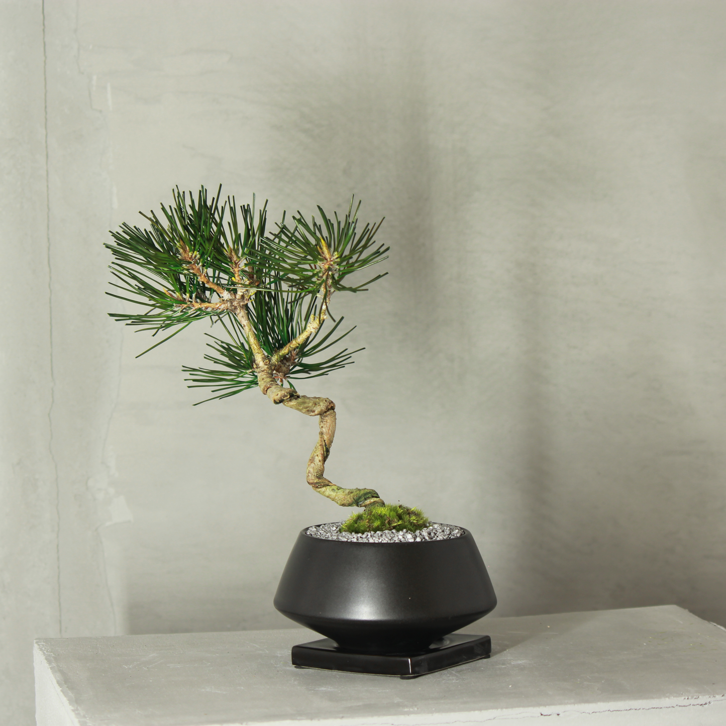 Tokocie BONSAI  黒松