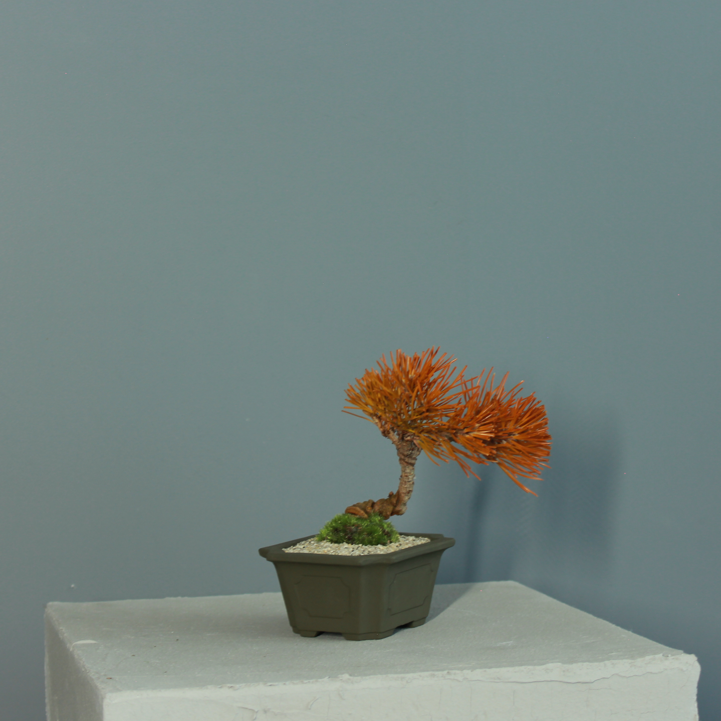 Tokocie BONSAI  黒松