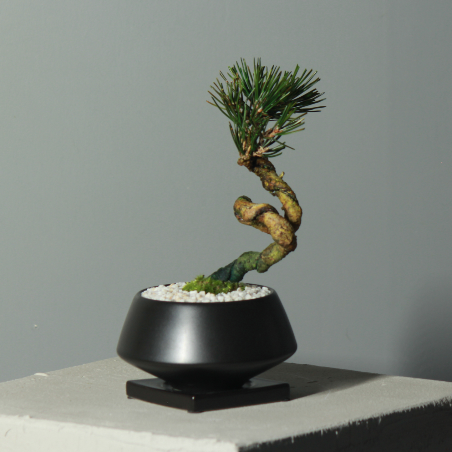 Tokocie BONSAI  黒松
