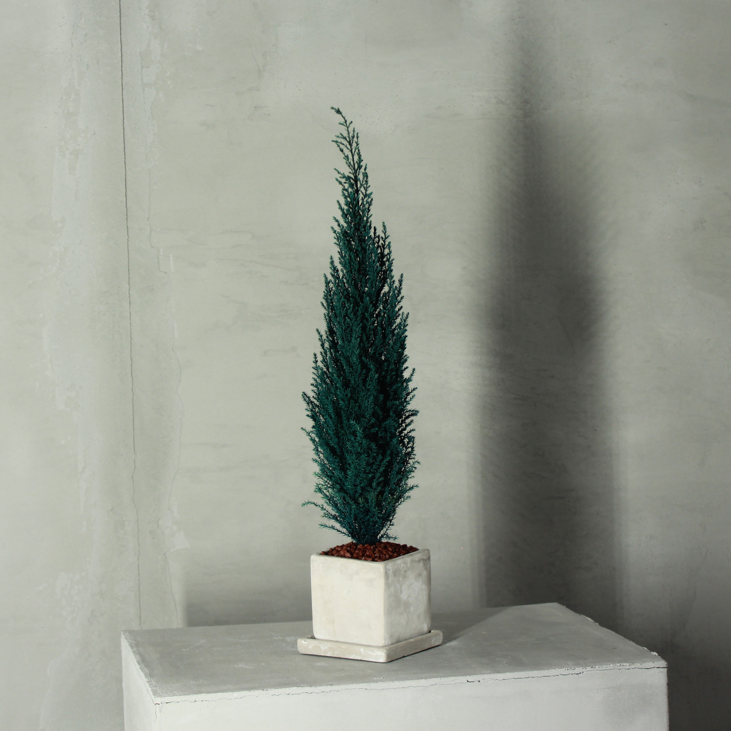 Desk tree ゴールドクレストM スクエア鉢