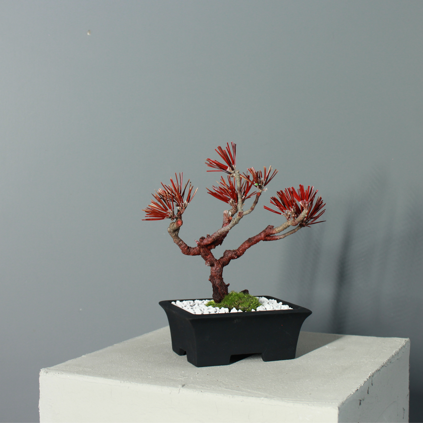 Tokocie BONSAI  黒松