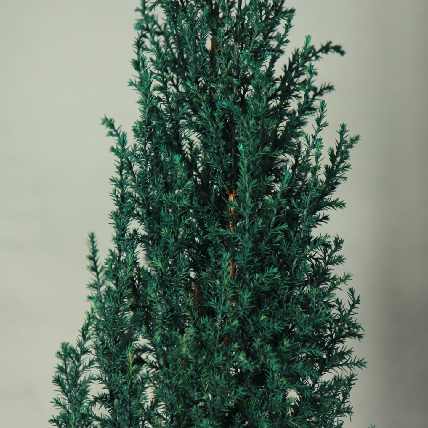 Conifer select ゴールドクレスト ブルー