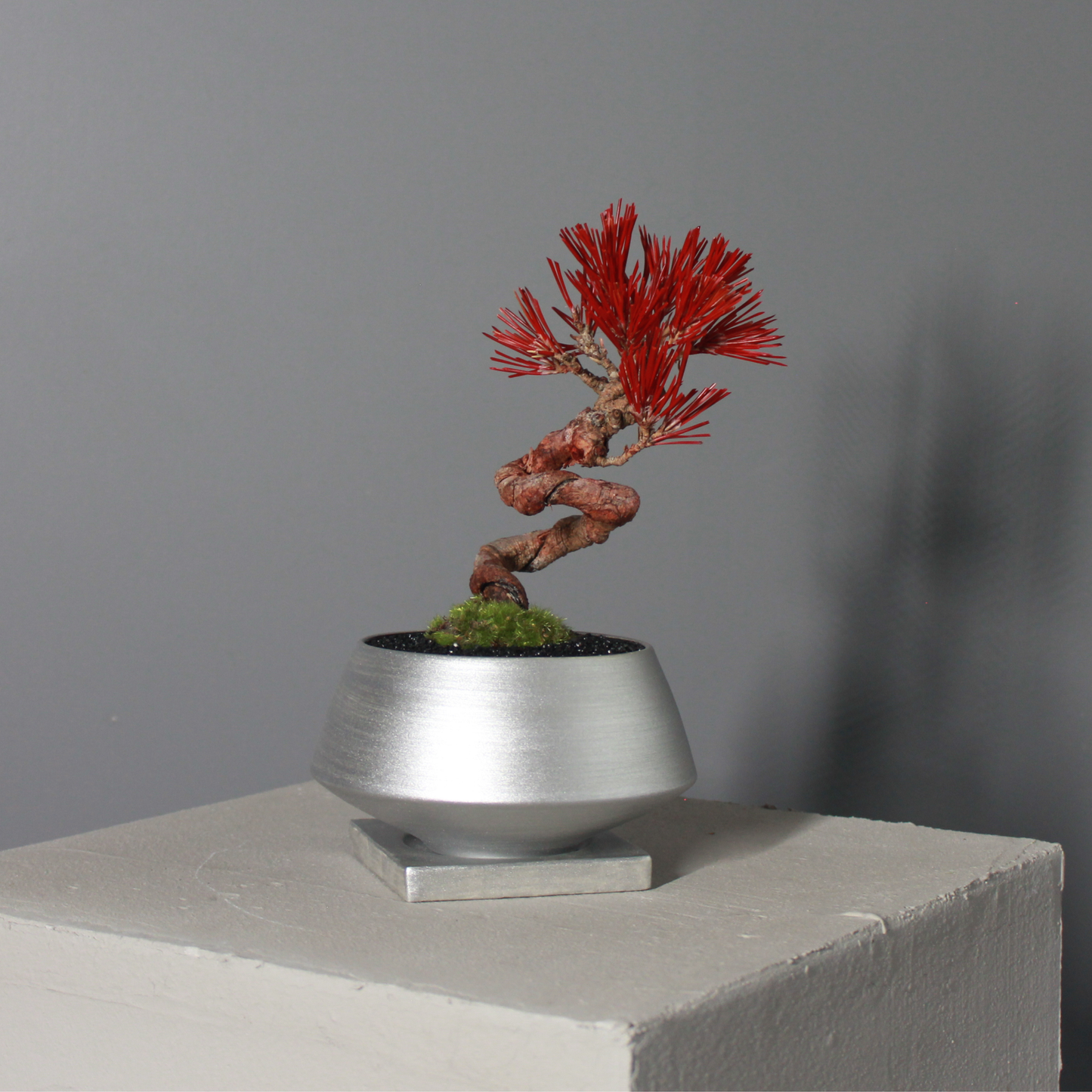 Tokocie BONSAI  黒松