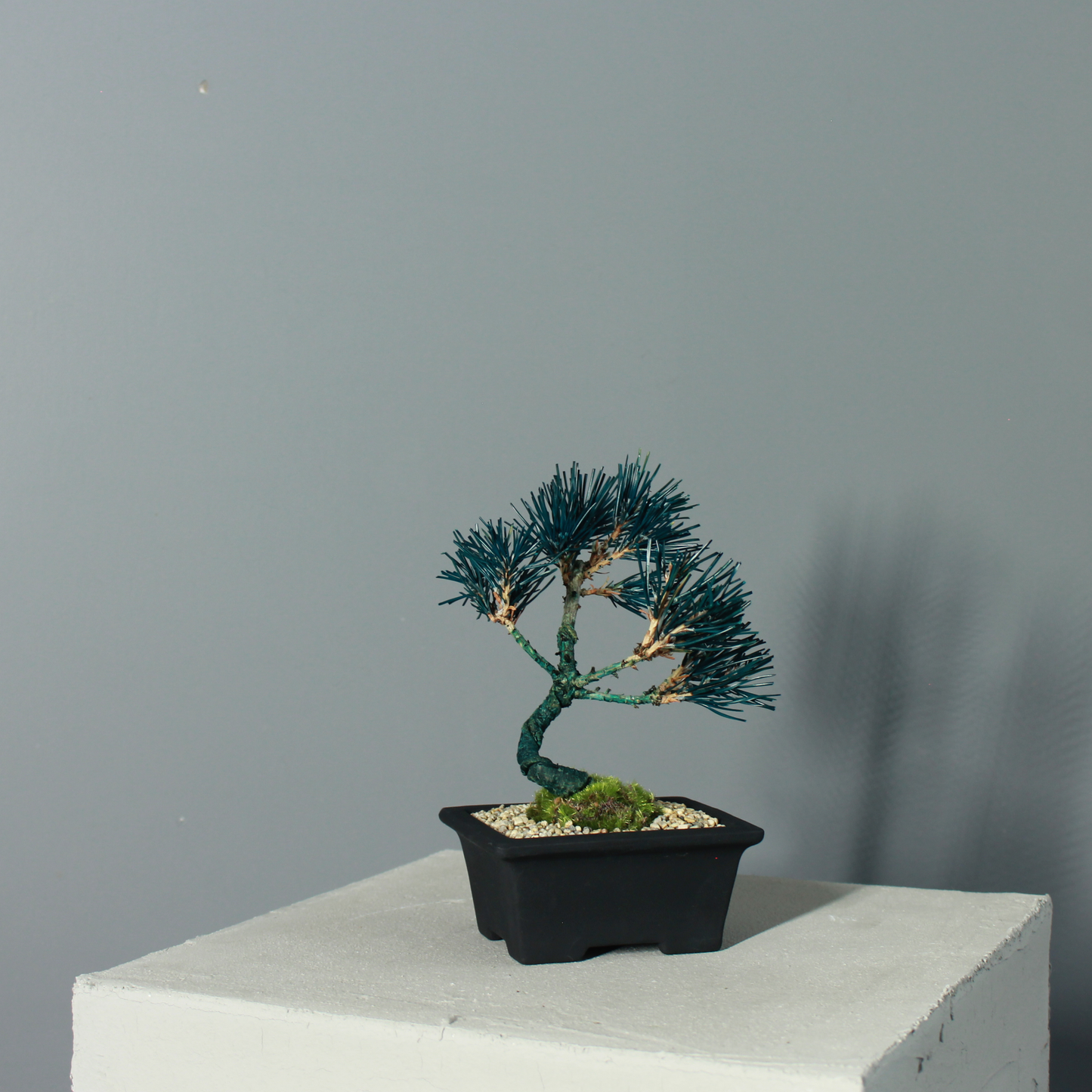 Tokocie BONSAI  黒松