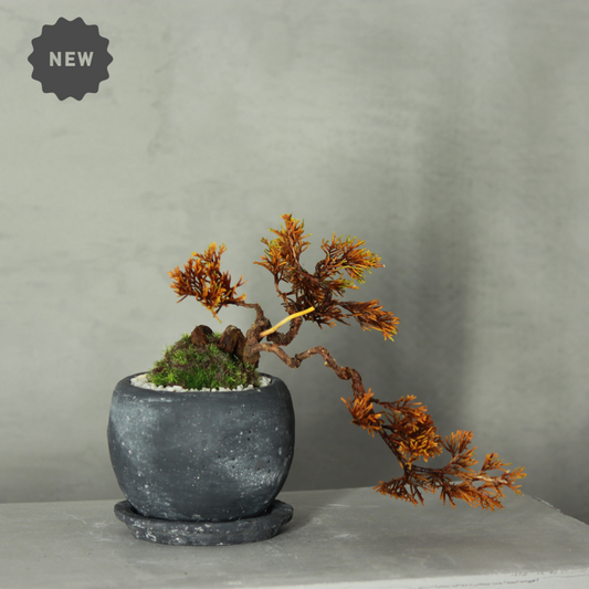 Tokocie BONSAI  真柏