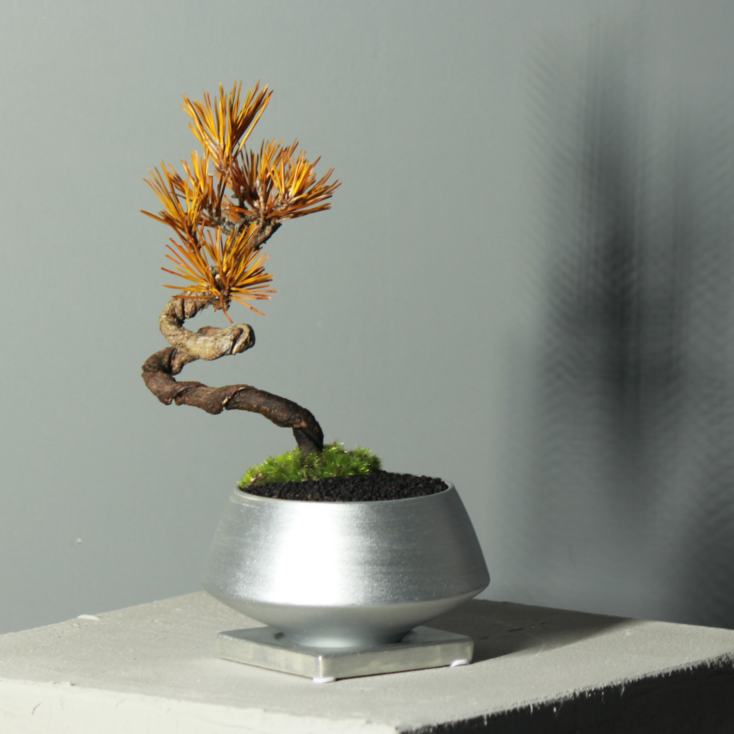 Tokocie BONSAI  黒松
