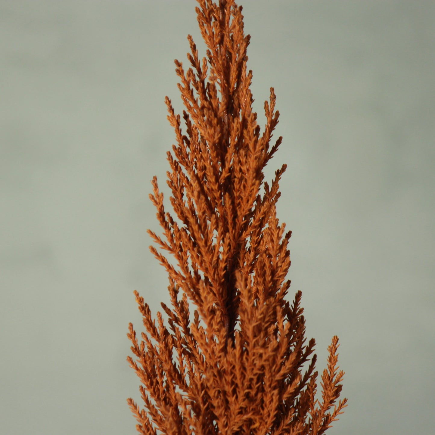 Desk tree ゴールドクレストS イエロー（現品）