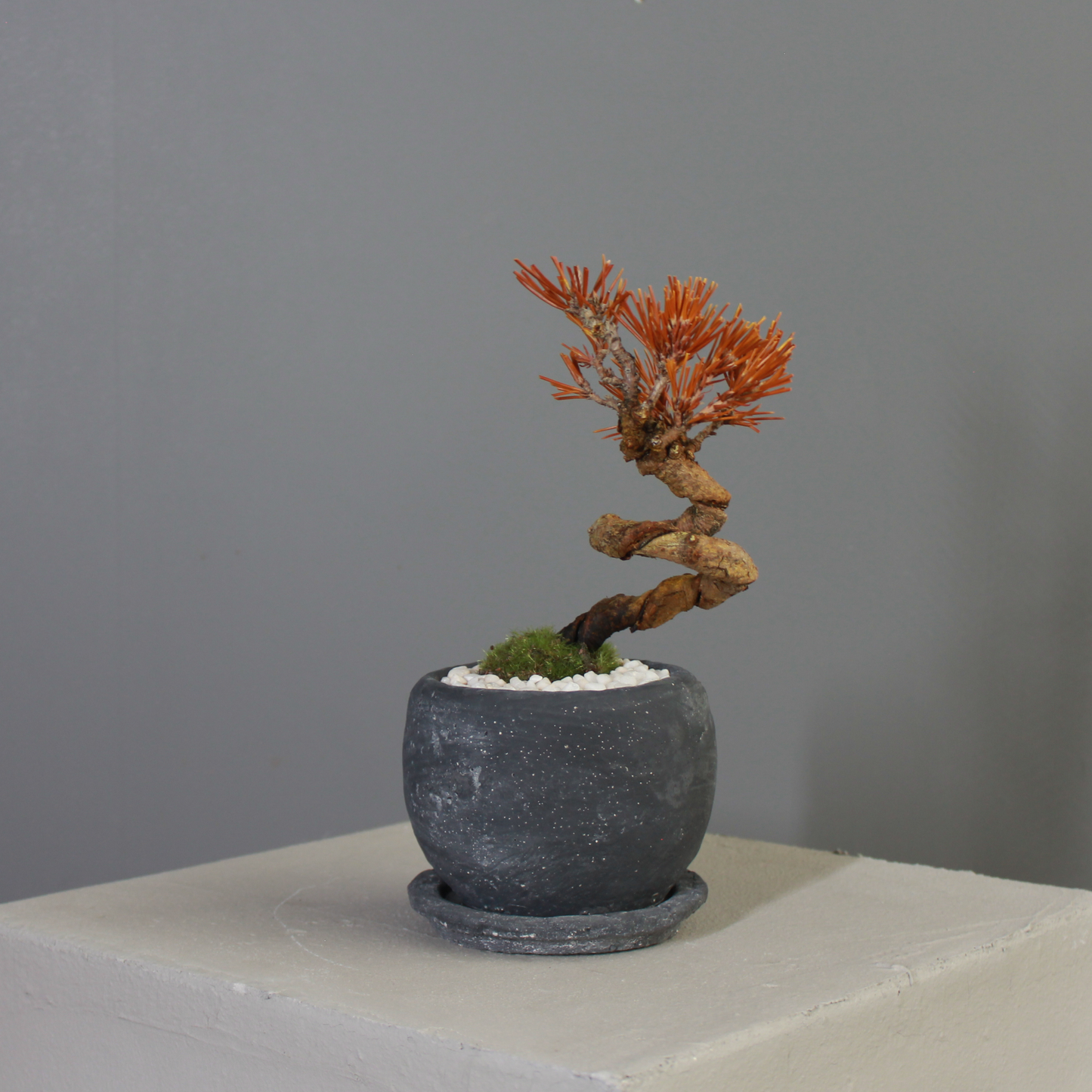 Tokocie BONSAI  黒松