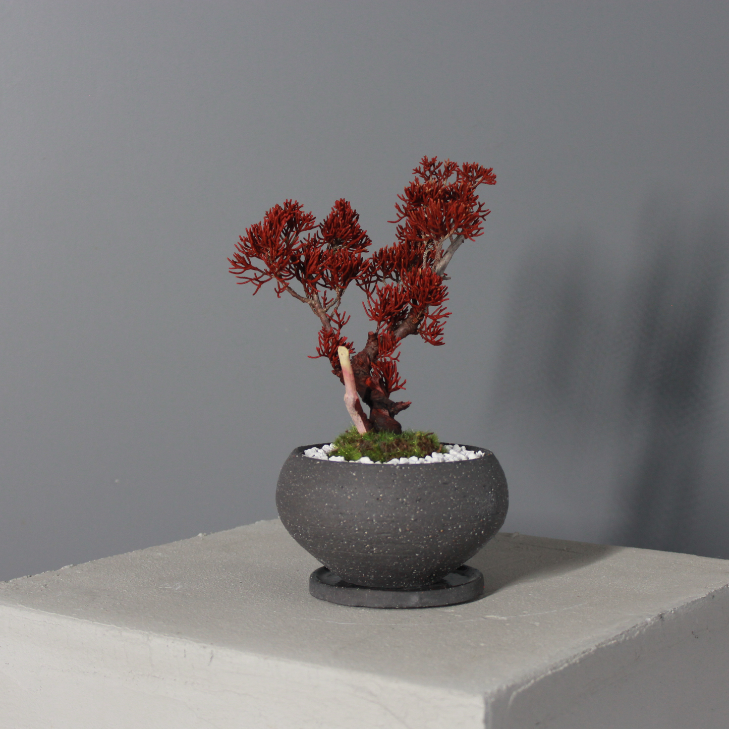 Tokocie BONSAI  真柏
