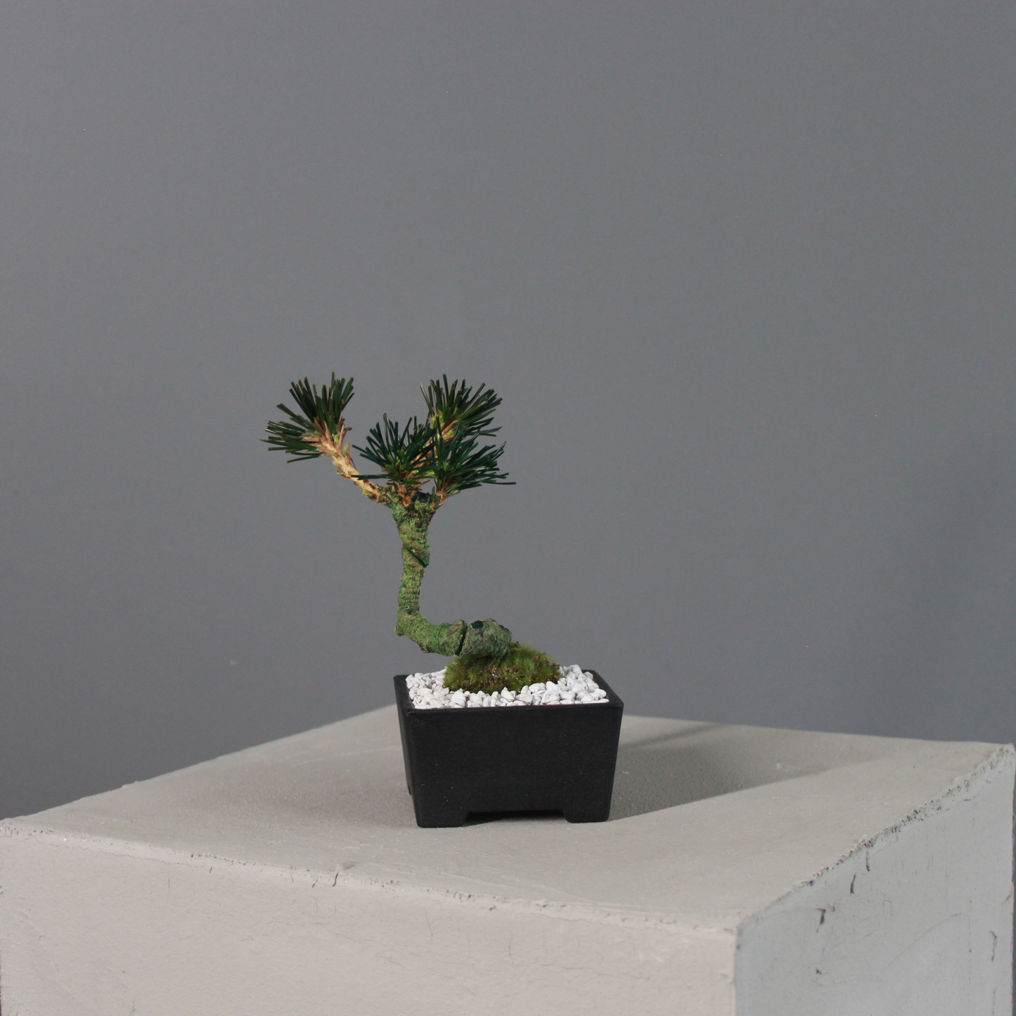 Tokocie BONSAI  黒松