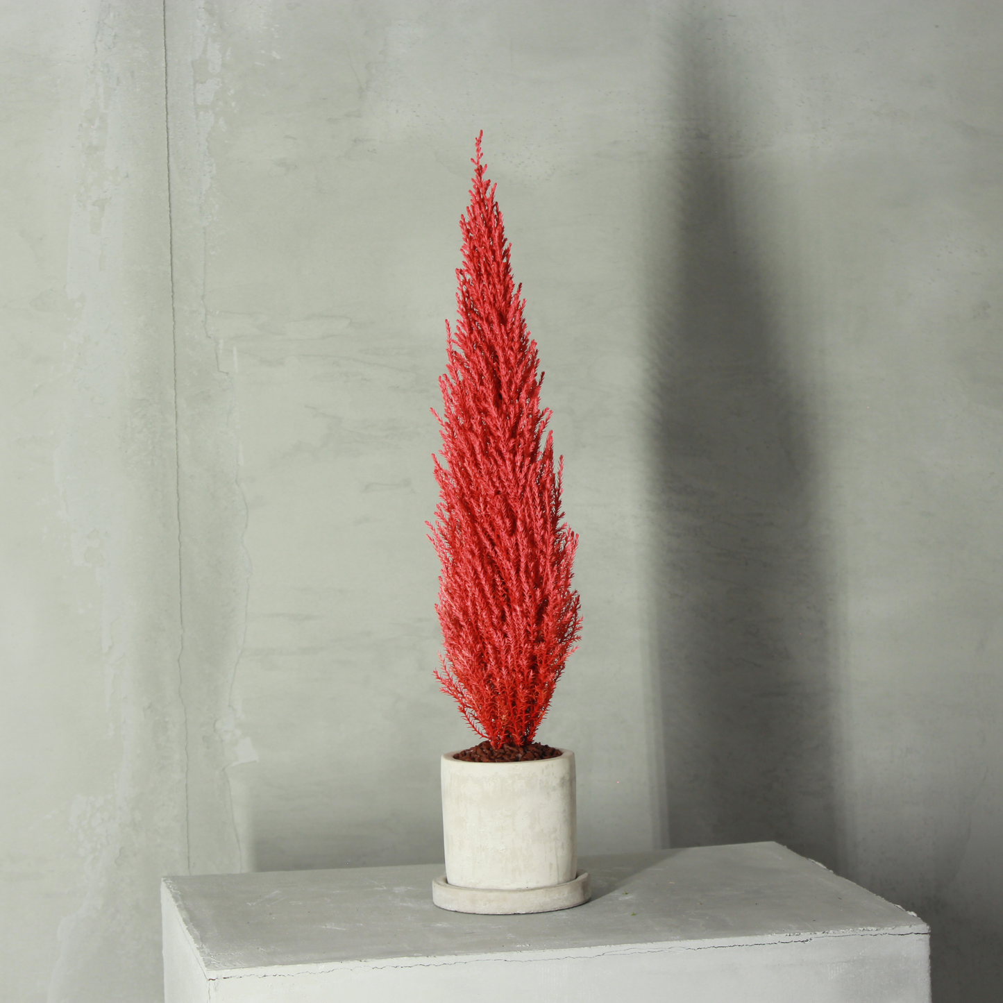 Desk tree ゴールドクレストM 丸鉢