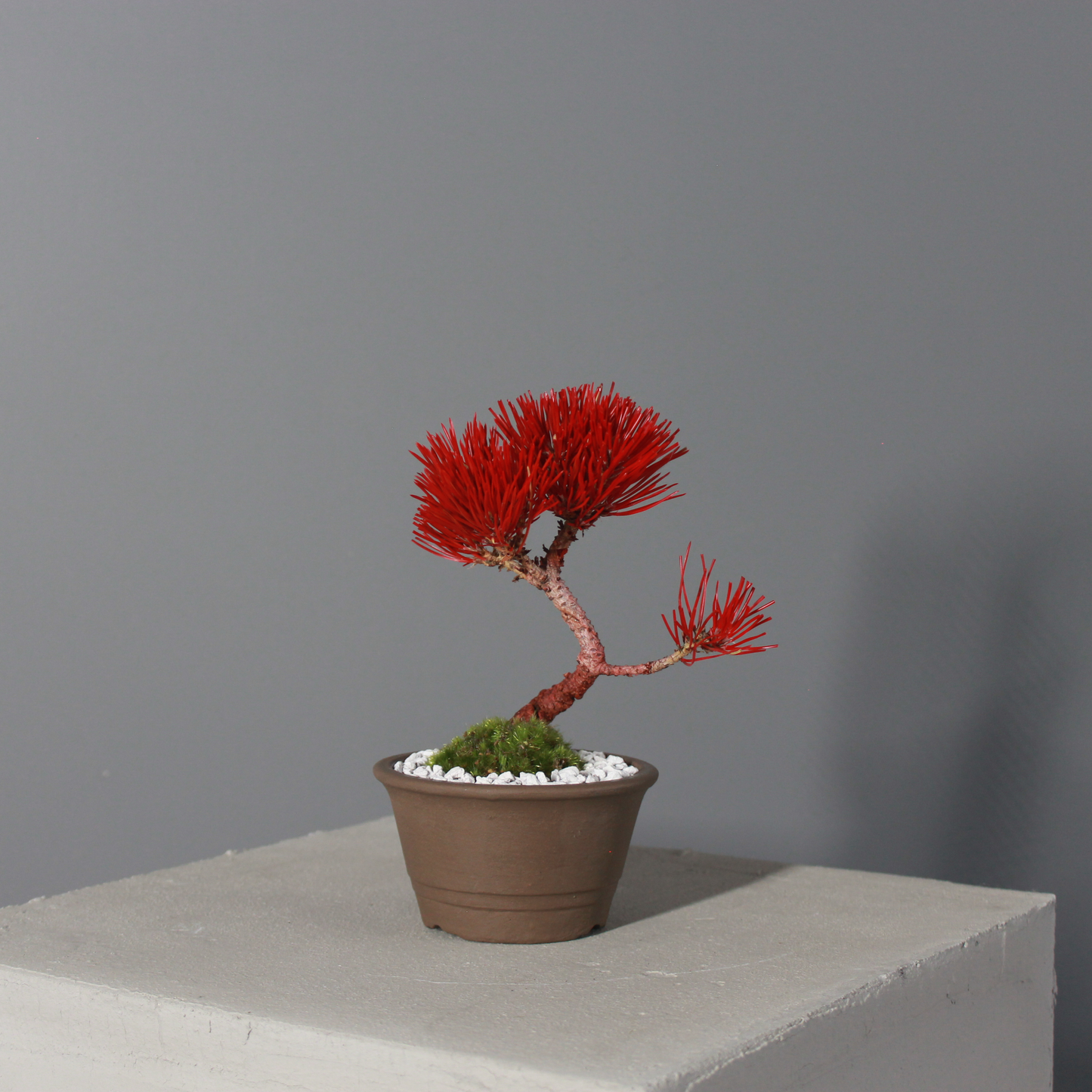 Tokocie BONSAI  黒松