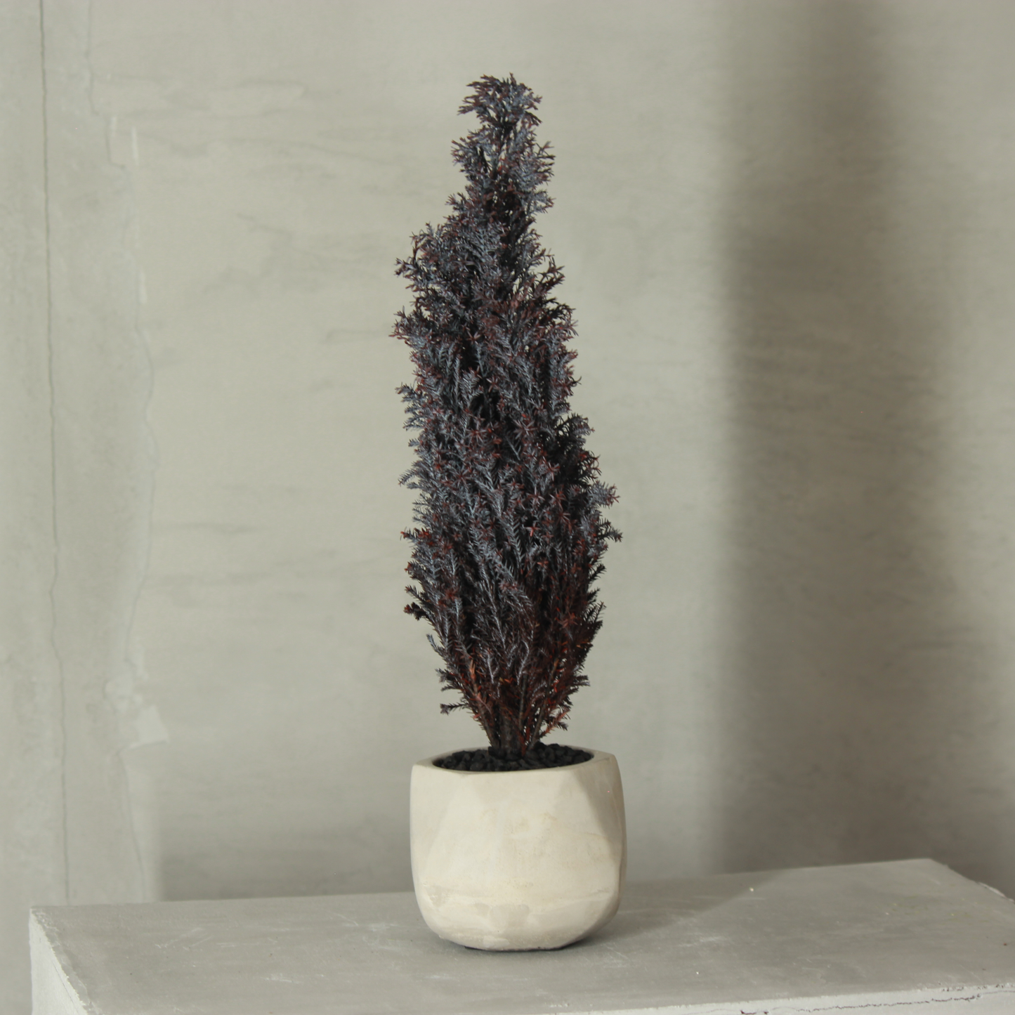 Conifer select シルバースター バイオレット